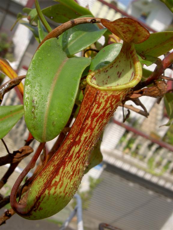 Nepenthes alata 'speckled'